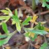 Fotografia 13 da espécie Ranunculus paludosus do Jardim Botânico UTAD