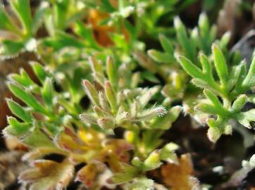 Fotografia da espécie Ranunculus paludosus