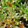 Fotografia 15 da espécie Ranunculus paludosus do Jardim Botânico UTAD