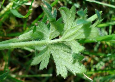 Fotografia da espécie Ranunculus bulbosus subesp. aleae var. adscendens