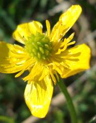 Ranunculus bulbosus subesp. aleae var. adscendens