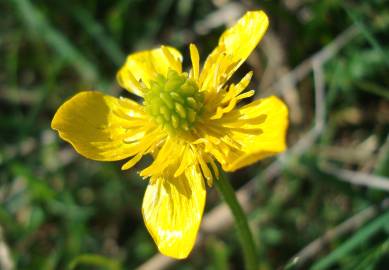 Fotografia da espécie Ranunculus bulbosus subesp. aleae var. adscendens