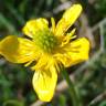 Fotografia 1 da espécie Ranunculus bulbosus subesp. aleae var. adscendens do Jardim Botânico UTAD