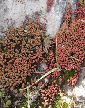 Fotografia 5 da espécie Sedum andegavense no Jardim Botânico UTAD