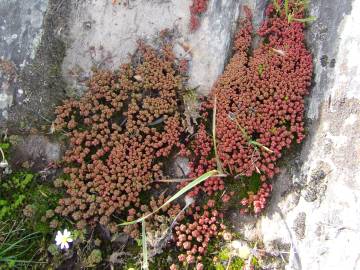 Fotografia da espécie Sedum andegavense