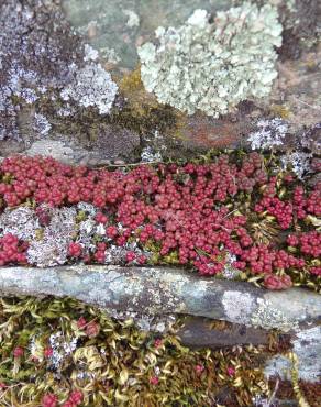 Fotografia 6 da espécie Sedum andegavense no Jardim Botânico UTAD