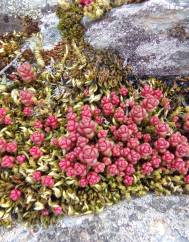 Sedum andegavense