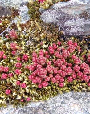 Fotografia 1 da espécie Sedum andegavense no Jardim Botânico UTAD