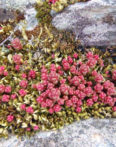 Fotografia de capa Sedum andegavense - do Jardim Botânico