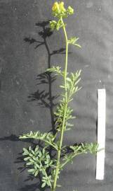 Fotografia da espécie Ruta chalepensis