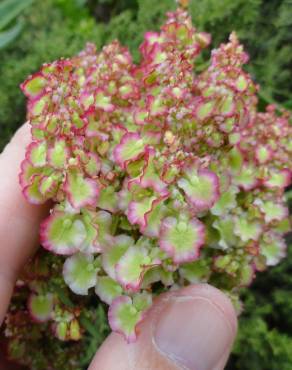 Fotografia 8 da espécie Rumex acetosa subesp. acetosa no Jardim Botânico UTAD