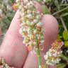 Fotografia 9 da espécie Rumex acetosa subesp. acetosa do Jardim Botânico UTAD