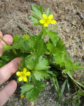 Fotografia 13 da espécie Ranunculus muricatus no Jardim Botânico UTAD