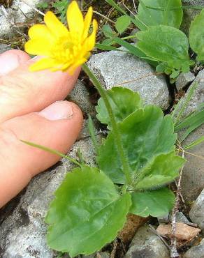 Fotografia 6 da espécie Ranunculus bullatus no Jardim Botânico UTAD