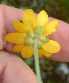 Fotografia da espécie Ranunculus bullatus