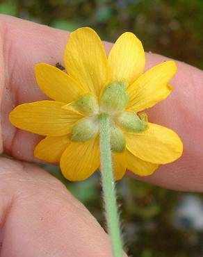 Fotografia 8 da espécie Ranunculus bullatus no Jardim Botânico UTAD