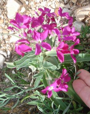 Fotografia 16 da espécie Matthiola incana subesp. incana no Jardim Botânico UTAD