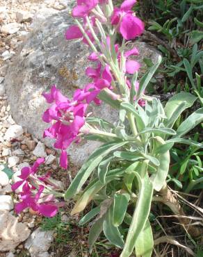 Fotografia 17 da espécie Matthiola incana subesp. incana no Jardim Botânico UTAD