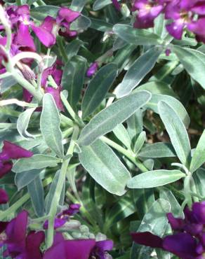 Fotografia 18 da espécie Matthiola incana subesp. incana no Jardim Botânico UTAD