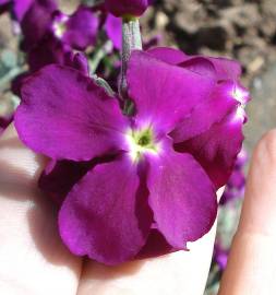 Fotografia da espécie Matthiola incana subesp. incana