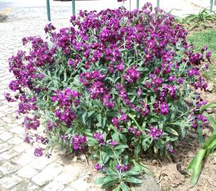 Fotografia da espécie Matthiola incana subesp. incana