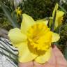 Fotografia 8 da espécie Narcissus pseudonarcissus subesp. pseudonarcissus do Jardim Botânico UTAD