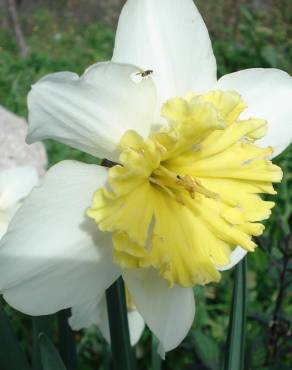Fotografia 9 da espécie Narcissus pseudonarcissus subesp. pseudonarcissus no Jardim Botânico UTAD