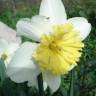 Fotografia 9 da espécie Narcissus pseudonarcissus subesp. pseudonarcissus do Jardim Botânico UTAD