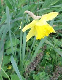 Fotografia da espécie Narcissus pseudonarcissus subesp. pseudonarcissus