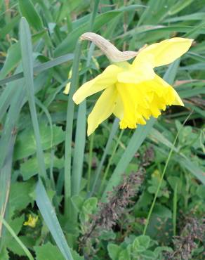 Fotografia 10 da espécie Narcissus pseudonarcissus subesp. pseudonarcissus no Jardim Botânico UTAD