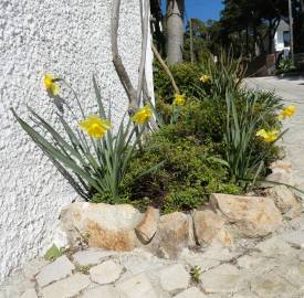 Fotografia da espécie Narcissus pseudonarcissus subesp. pseudonarcissus