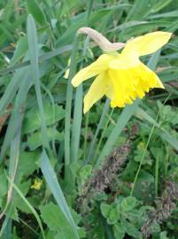 Fotografia da espécie Narcissus pseudonarcissus subesp. pseudonarcissus