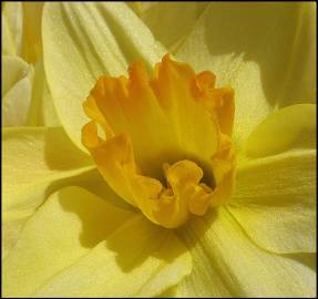 Fotografia da espécie Narcissus pseudonarcissus subesp. pseudonarcissus