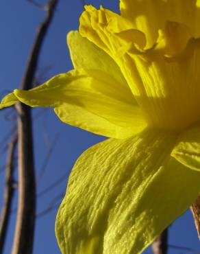 Fotografia 14 da espécie Narcissus pseudonarcissus subesp. pseudonarcissus no Jardim Botânico UTAD