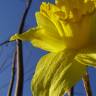 Fotografia 14 da espécie Narcissus pseudonarcissus subesp. pseudonarcissus do Jardim Botânico UTAD