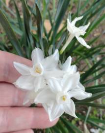 Fotografia da espécie Narcissus papyraceus