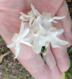 Fotografia da espécie Narcissus papyraceus