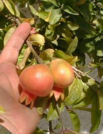 Fotografia da espécie Punica granatum