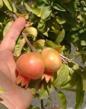 Fotografia 16 da espécie Punica granatum no Jardim Botânico UTAD