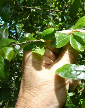 Fotografia 18 da espécie Punica granatum no Jardim Botânico UTAD