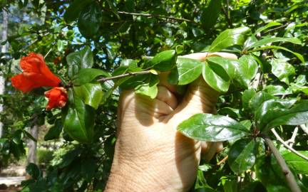 Fotografia da espécie Punica granatum