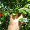 Fotografia 18 da espécie Punica granatum do Jardim Botânico UTAD