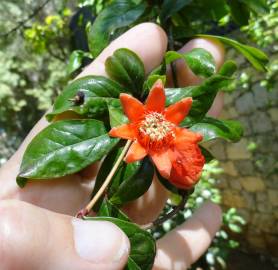 Fotografia da espécie Punica granatum