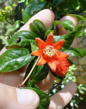 Fotografia 19 da espécie Punica granatum no Jardim Botânico UTAD