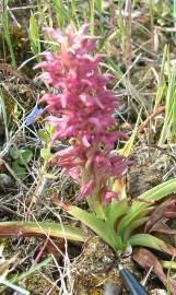 Fotografia da espécie Anacamptis coriophora