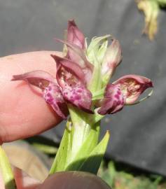 Fotografia da espécie Anacamptis coriophora