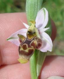 Fotografia da espécie Ophrys scolopax