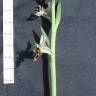 Fotografia 14 da espécie Ophrys scolopax do Jardim Botânico UTAD