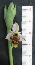 Fotografia da espécie Ophrys scolopax