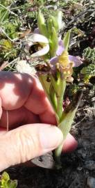 Fotografia da espécie Ophrys apifera